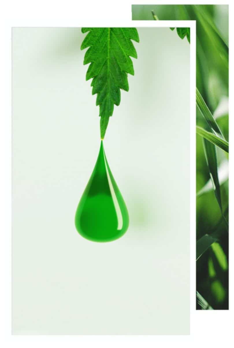 Goutte d'huile CBD naturelle