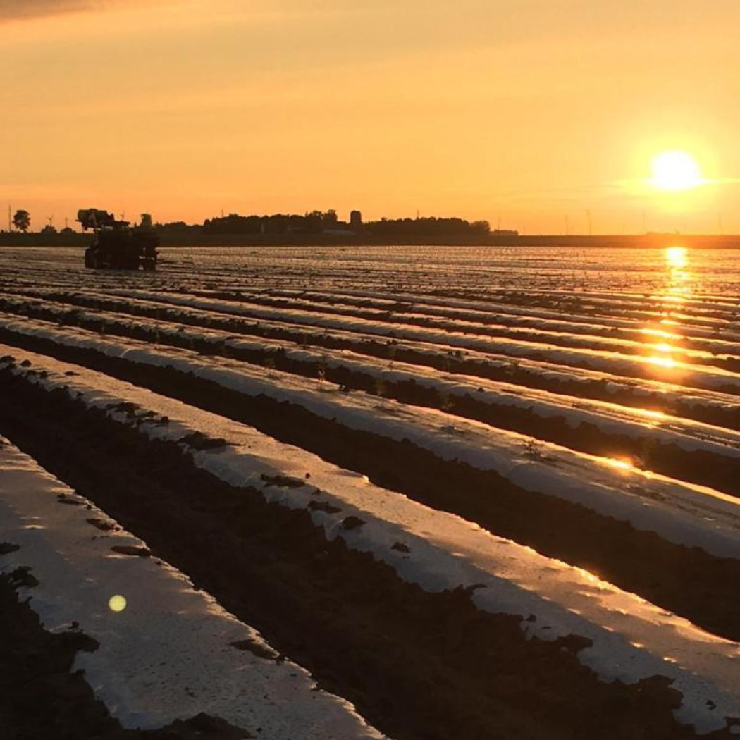 Culture de chanvre au Colorado