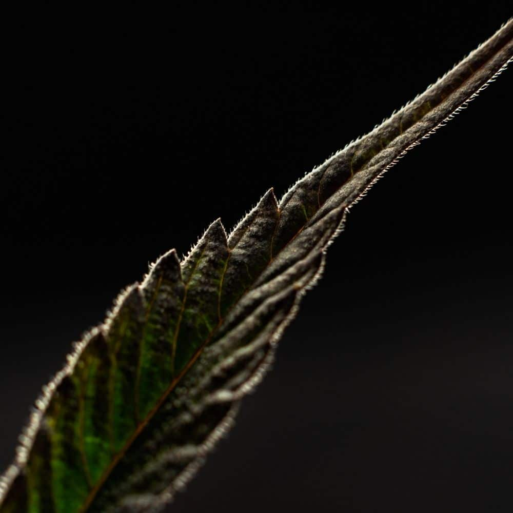 Feuille de chanvre - Terpènes