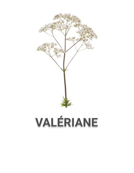 Valériane