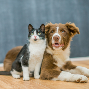 Lutter contre l’arthrose chez le chien et le chat